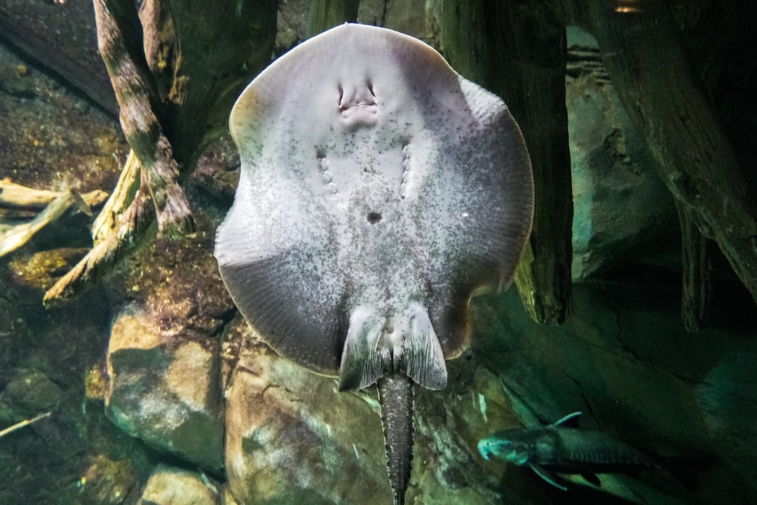 15 wichtige Fragen zu Cpo Aquarium Einrichten