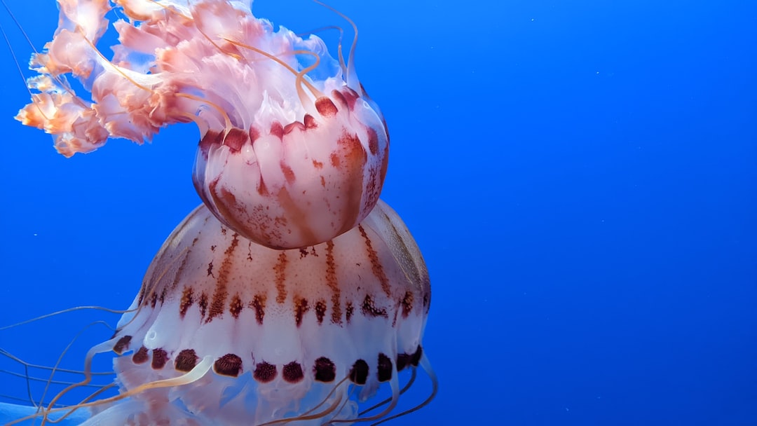 16 wichtige Fragen zu Ist Ein Aquarium Beruhigend?