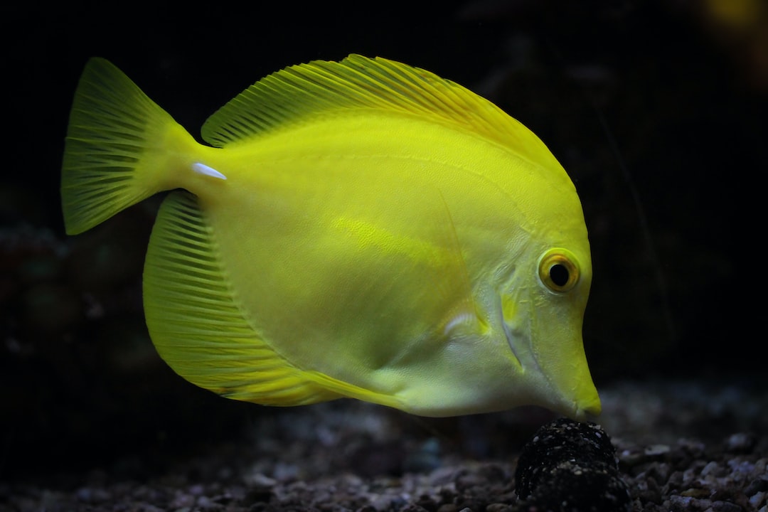 17 wichtige Fragen zu Kann Man Fische Sofort Ins Aquarium Tun?