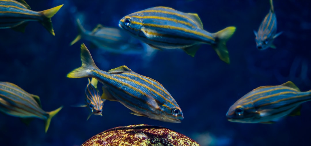 19 wichtige Fragen zu What Is The Most Popular Freshwater Fish?