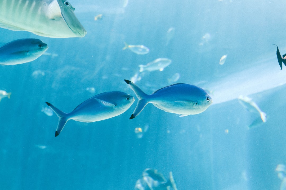 19 wichtige Fragen zu Wie Lange Braucht Man Für Sea Life?