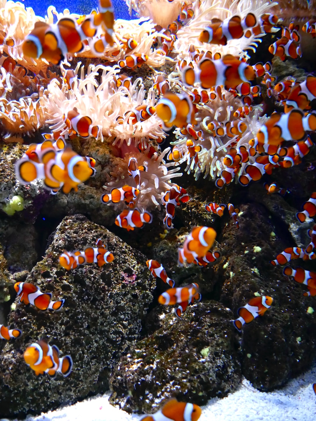 19 wichtige Fragen zu Können Sich Fische Im Aquarium Vermehren?