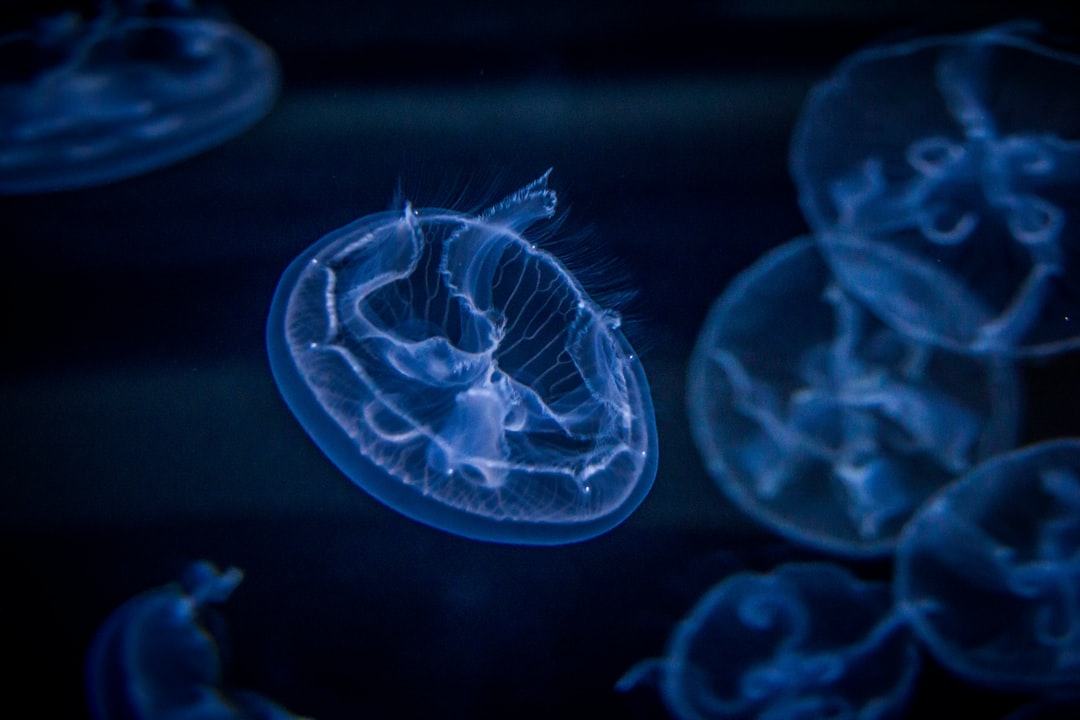 20 wichtige Fragen zu Aquarium Auf Mass