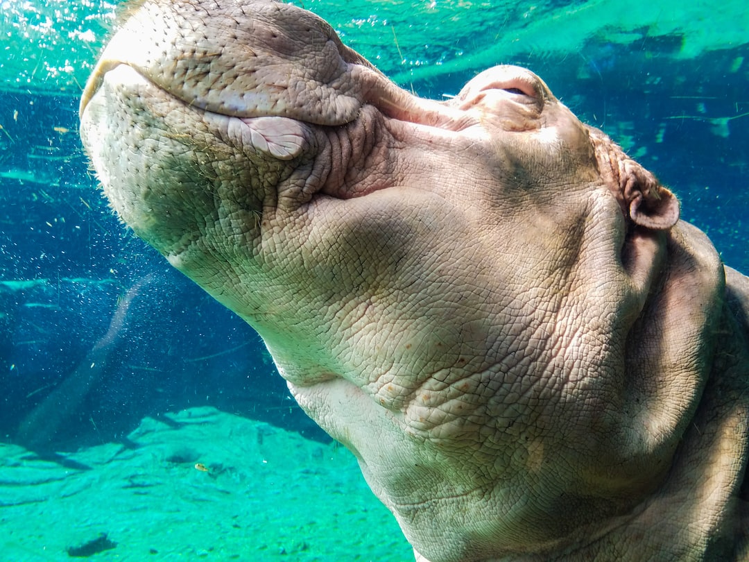 22 wichtige Fragen zu Wie Alt Werden Seepferdchen Im Aquarium?
