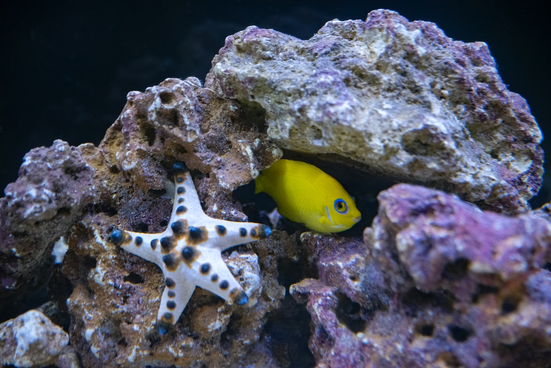 22 wichtige Fragen zu What Color Background Is Best For Fish Tank?