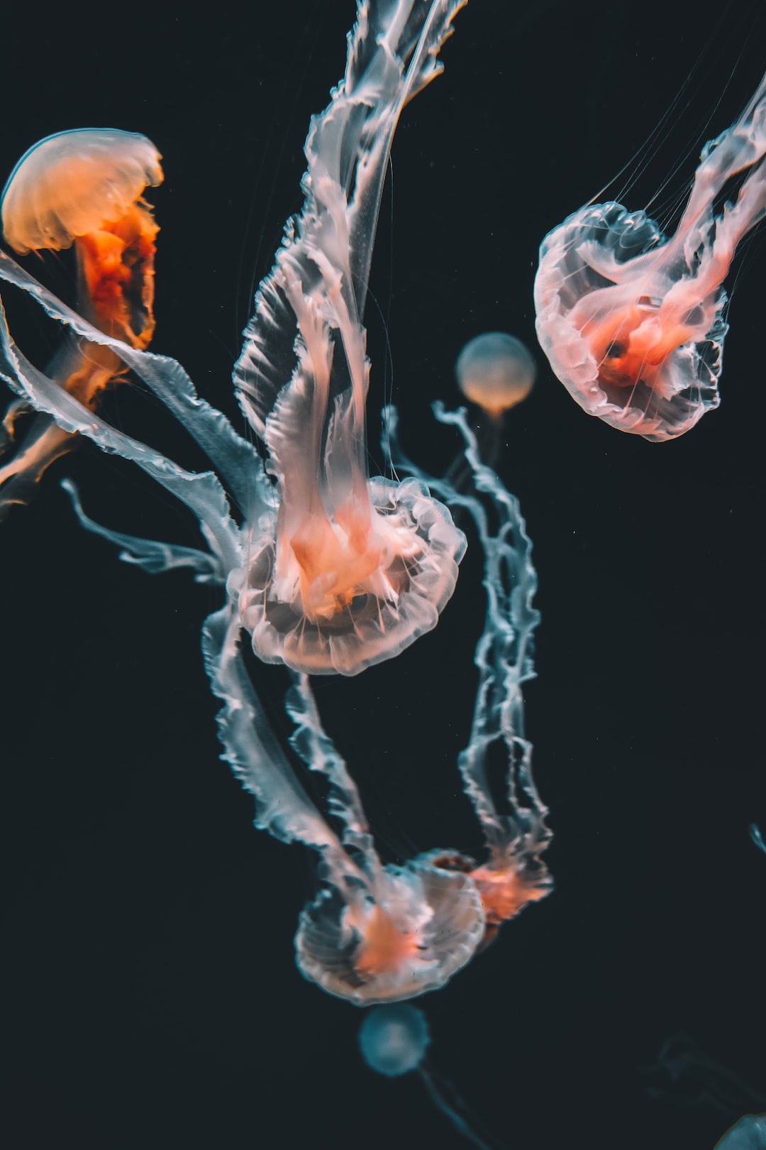 22 wichtige Fragen zu Kann Man Ein Aquarium Überfiltert?