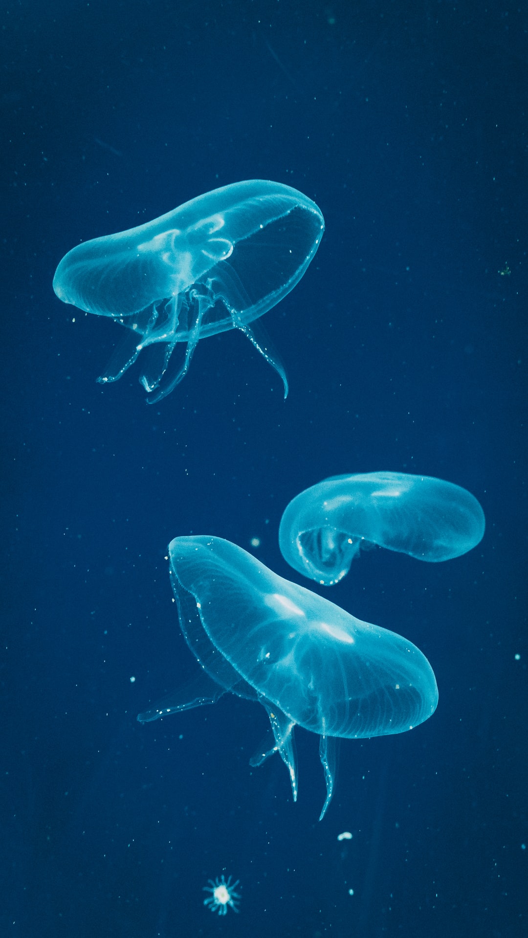23 wichtige Fragen zu Nano Meerwasser Aquarium Set