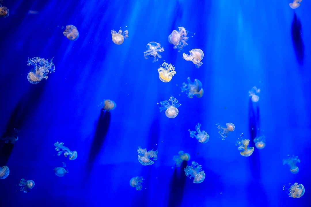 23 wichtige Fragen zu Aquarium Einlaufphase Algen