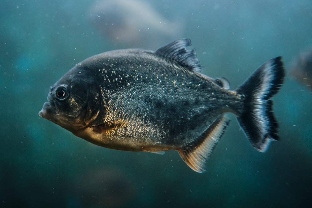 23 wichtige Fragen zu Can Fish Live In Sump?