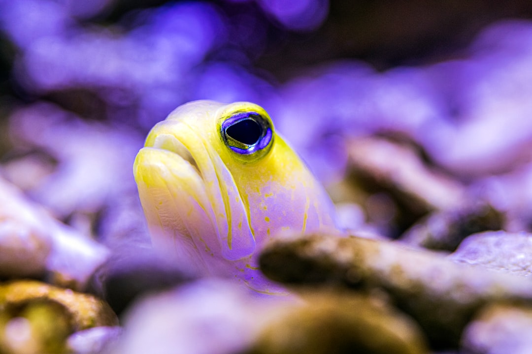 23 wichtige Fragen zu Aquarium Fischfutter