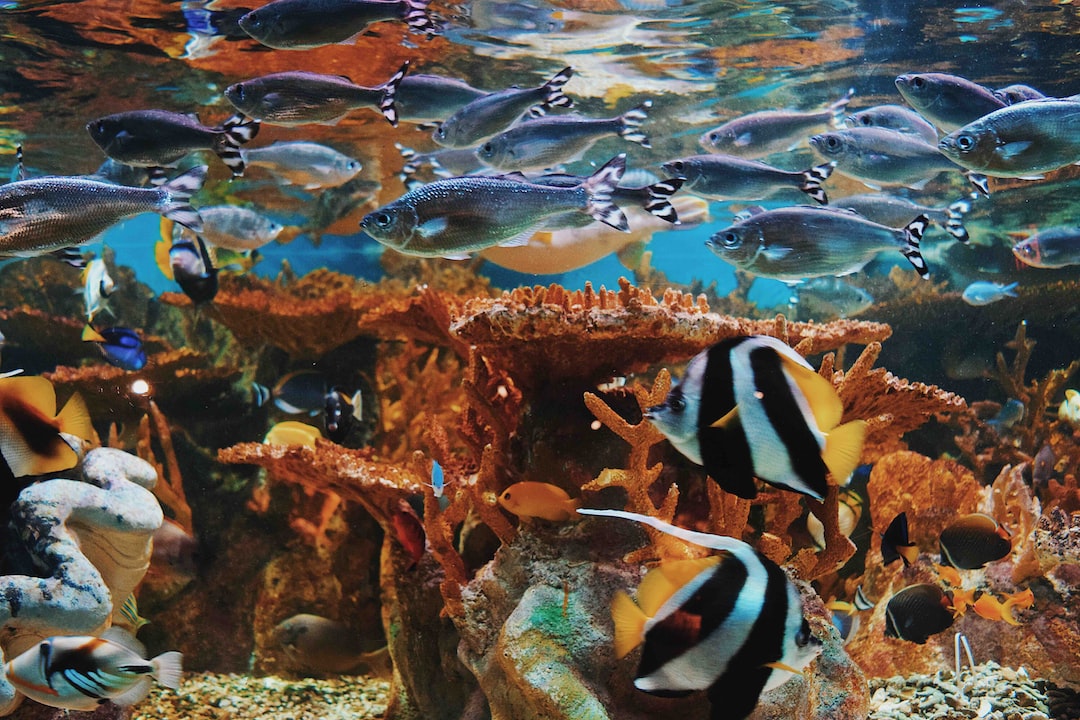 23 wichtige Fragen zu Toom Aquarium