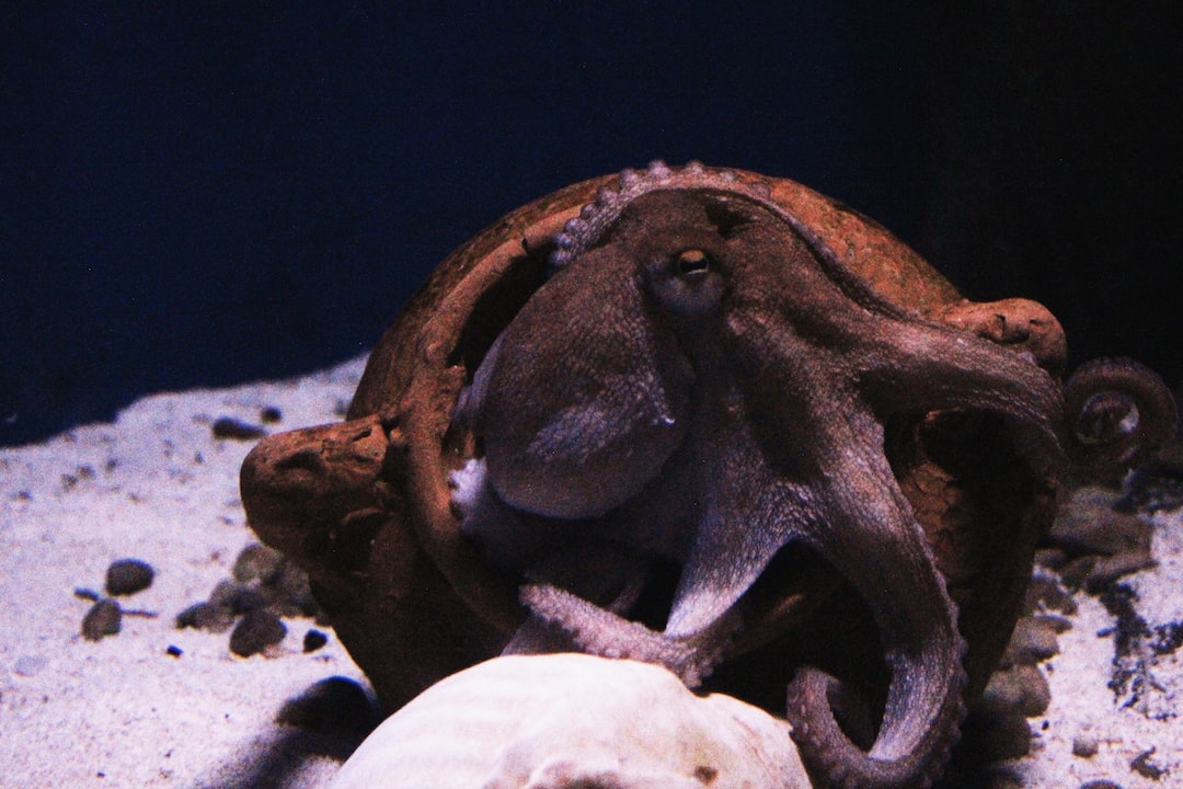 24 wichtige Fragen zu Große Lavasteine Aquarium
