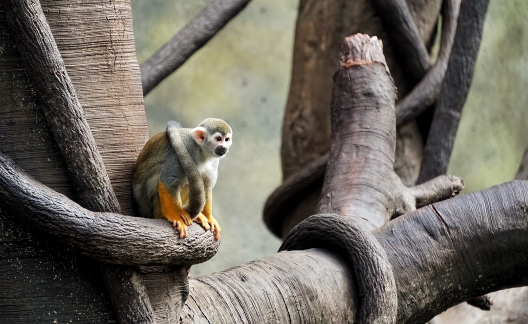 24 wichtige Fragen zu Wie Viel Zeit Braucht Man Im Zoo Hannover?