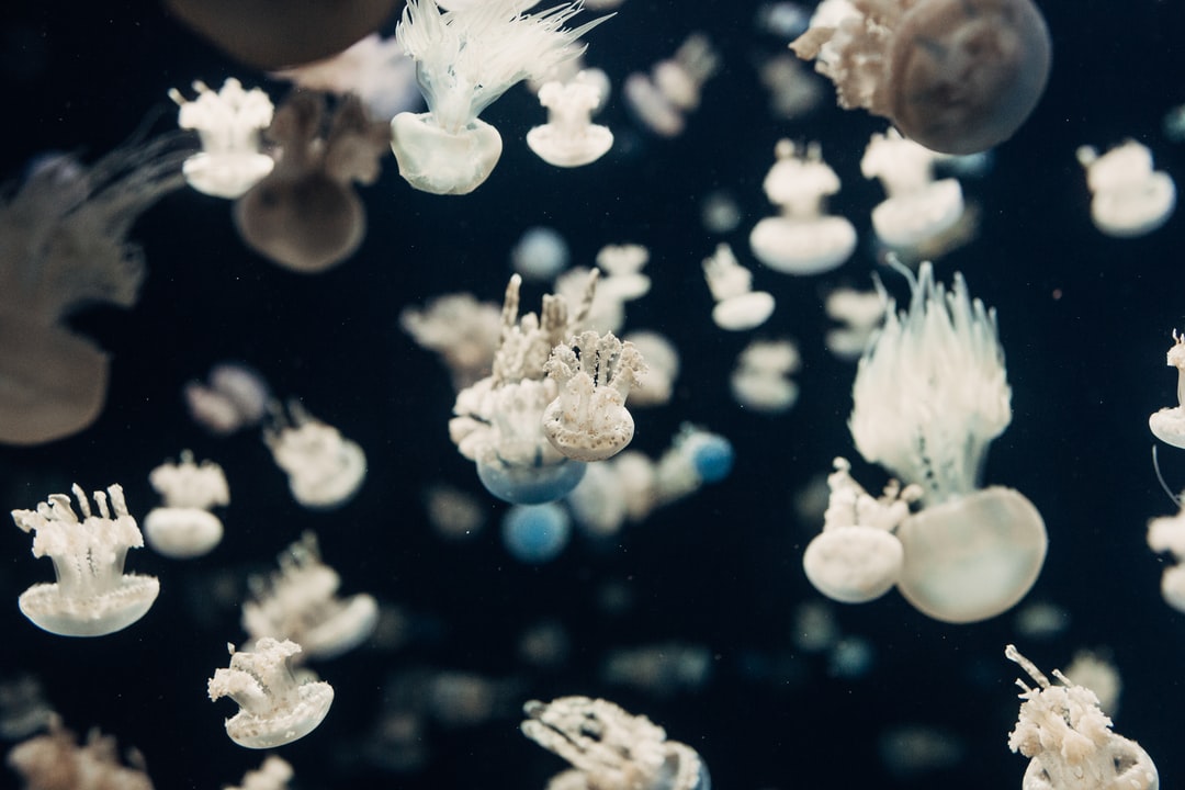 25 wichtige Fragen zu Was Bewirkt Salz Im Aquarium?