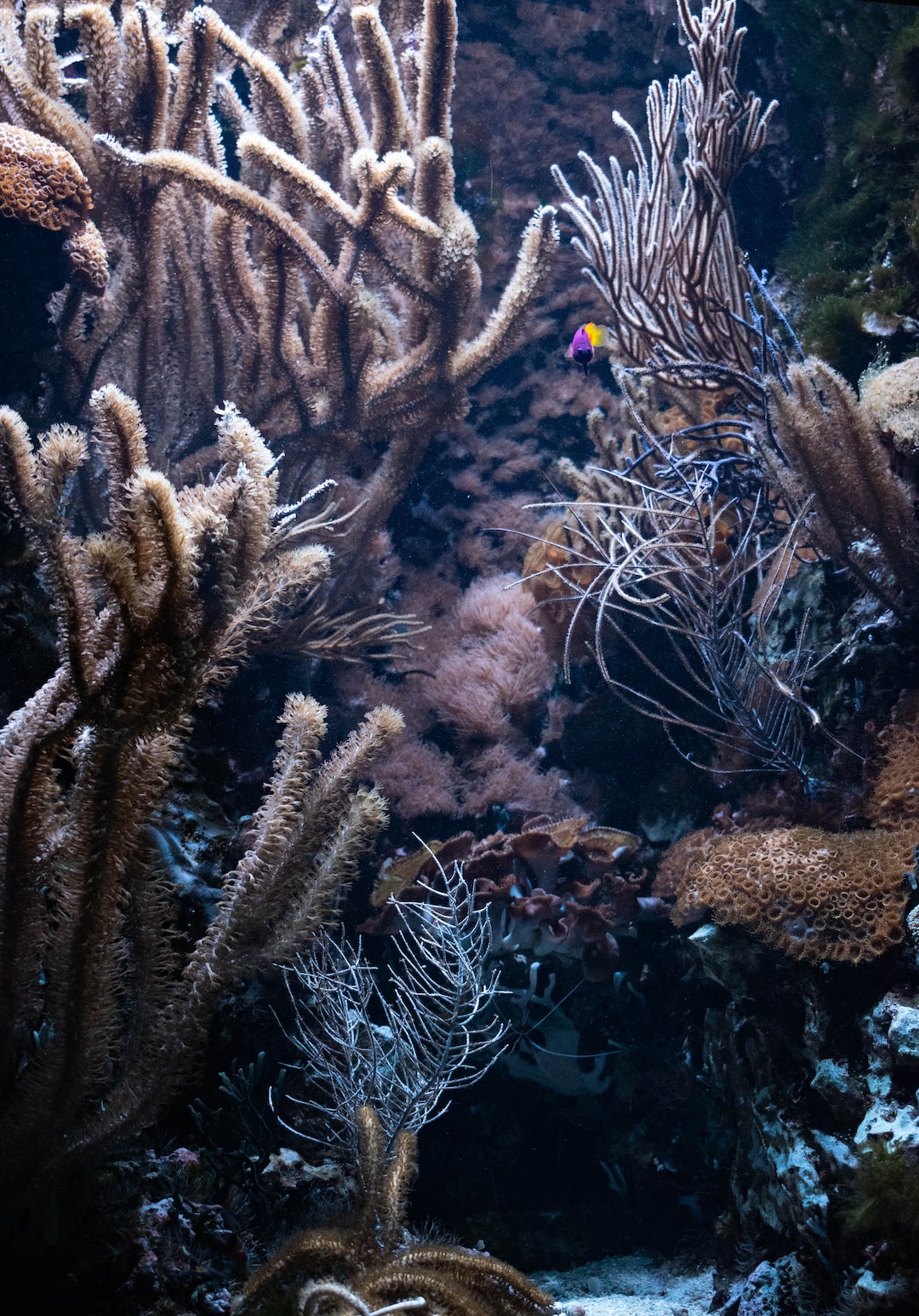 25 wichtige Fragen zu Süßwasserfische Aquarium