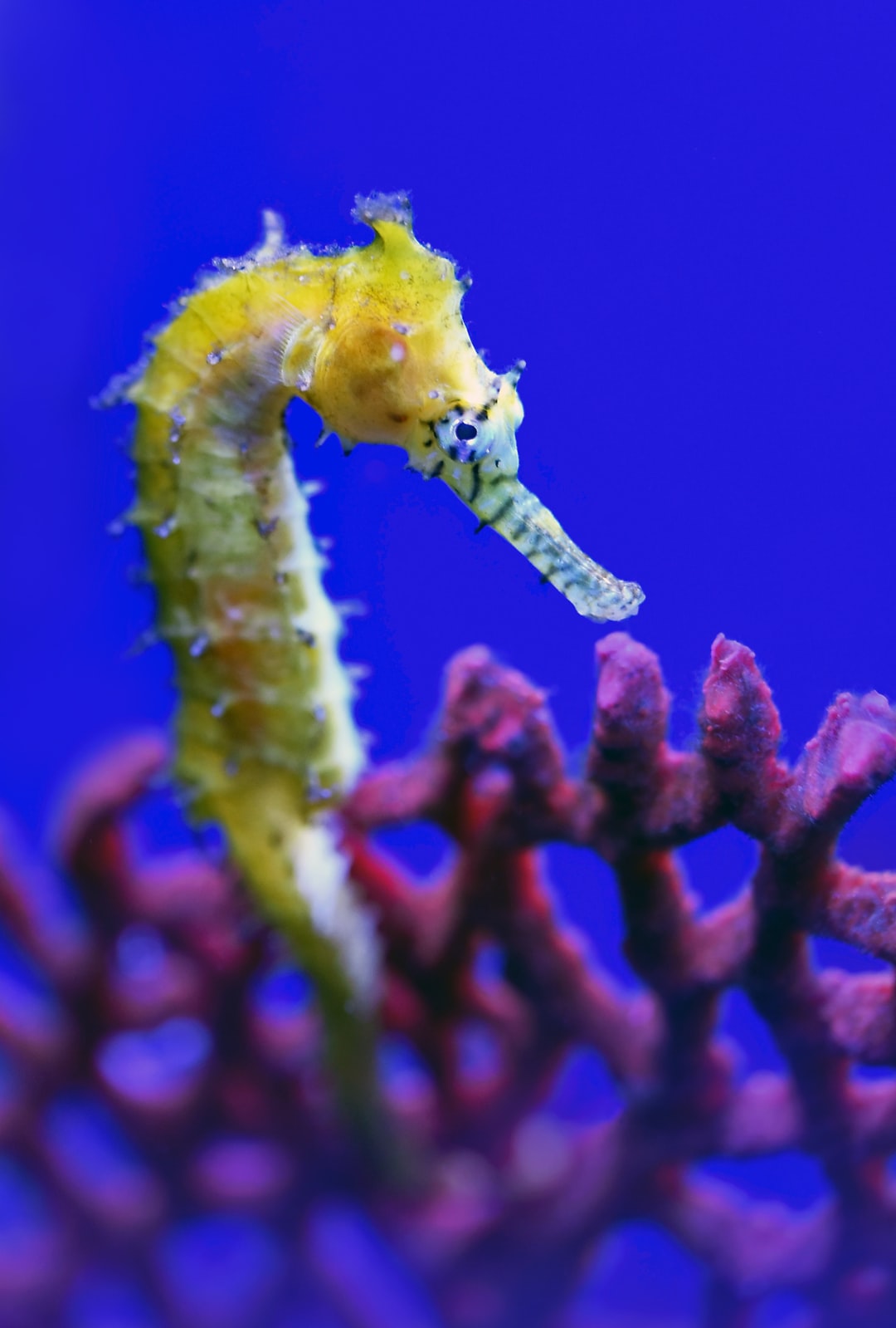 25 wichtige Fragen zu Was Kann In Ein Kleines Aquarium?