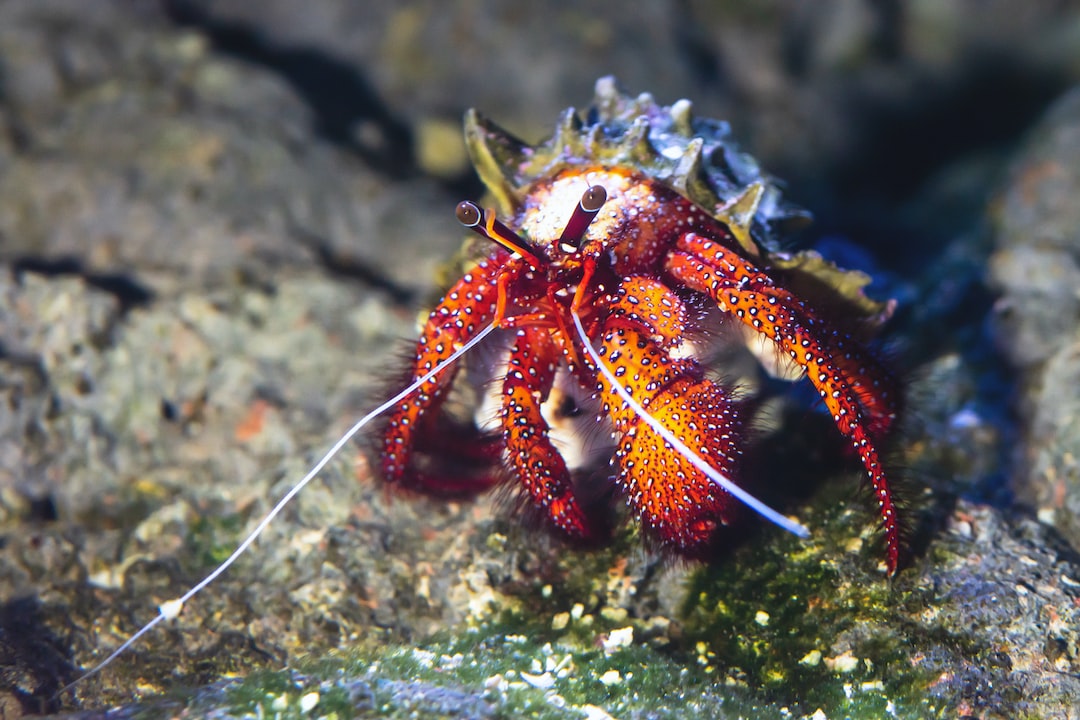 25 wichtige Fragen zu Ist Die Krabbe Ein Fisch?