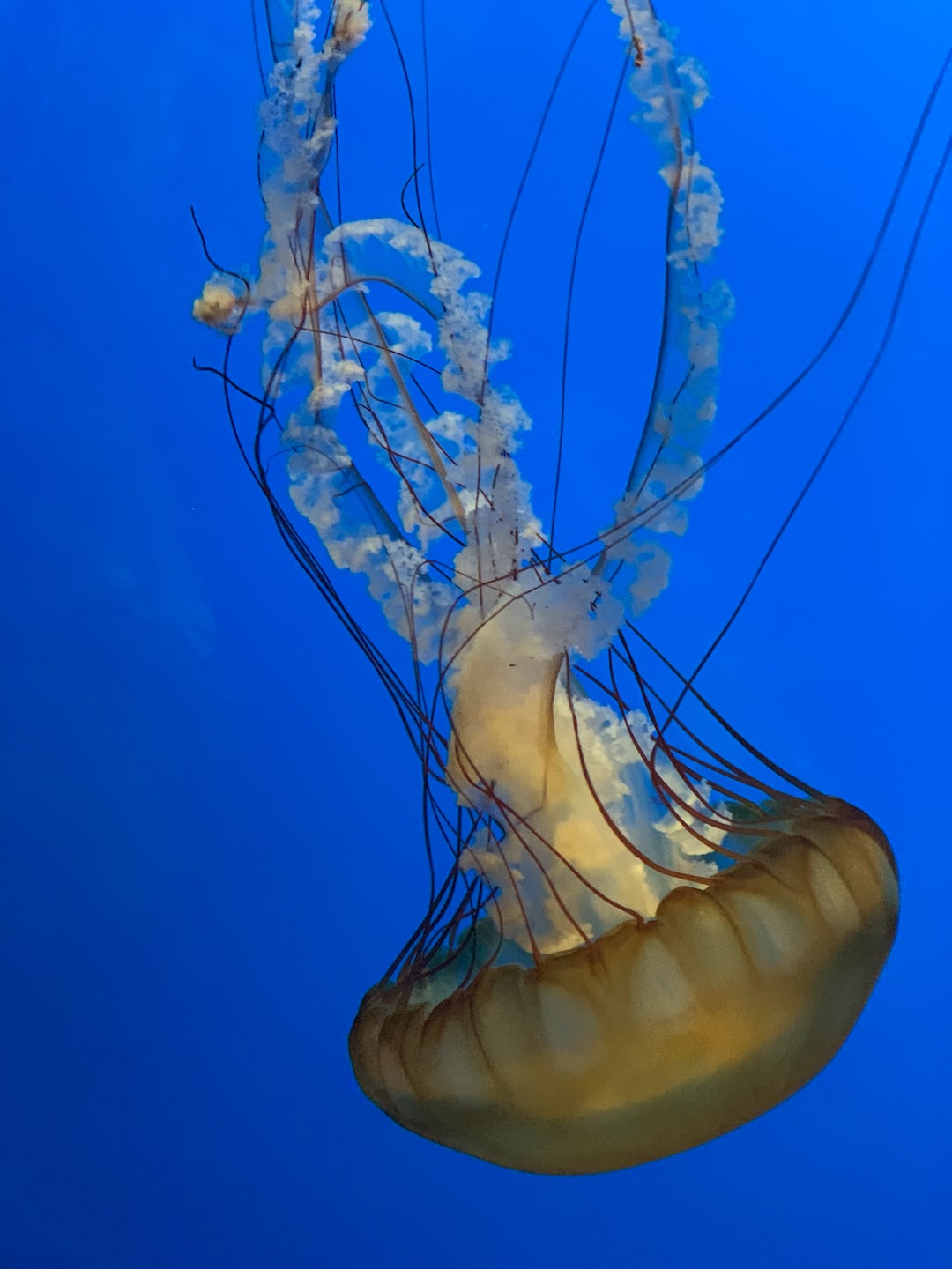 25 wichtige Fragen zu Wie Viel Blaulicht Im Meerwasseraquarium?