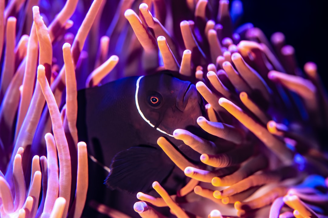 25 wichtige Fragen zu Aquarium Tier