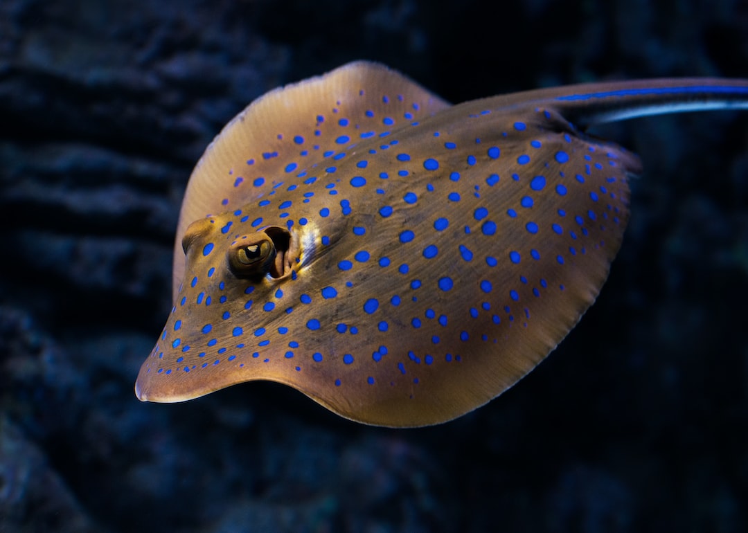 25 wichtige Fragen zu Schneckenfresser Im Aquarium