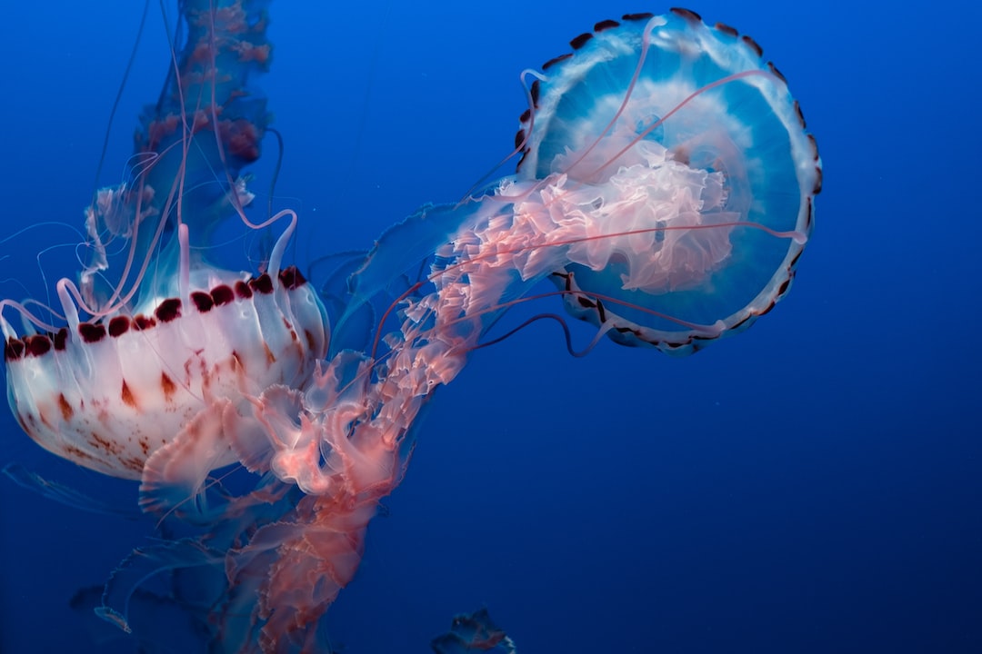 25 wichtige Fragen zu Aquarium Pumpe Leise