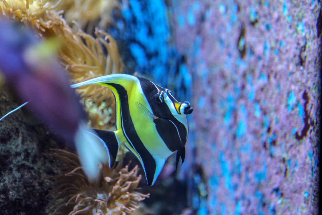 25 wichtige Fragen zu Wie Viel Aktivkohle Im Aquarium?