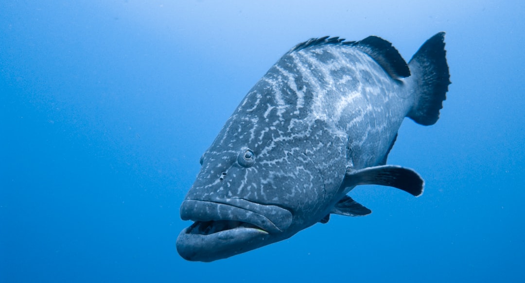 25 wichtige Fragen zu Rennschnecken Aquarium