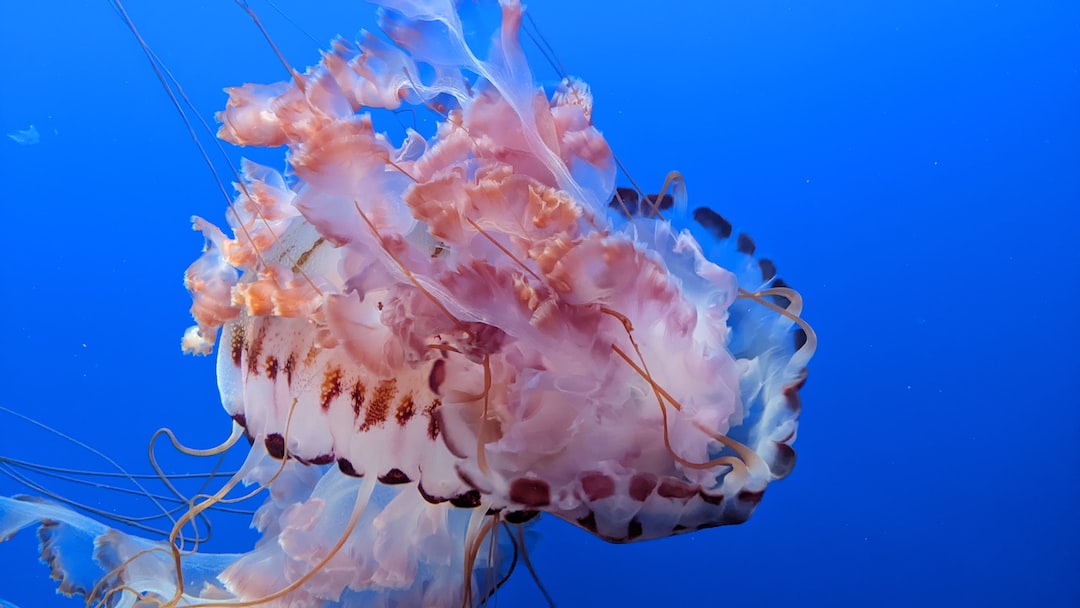 25 wichtige Fragen zu Wo Ist Das Schönste Sea Life?