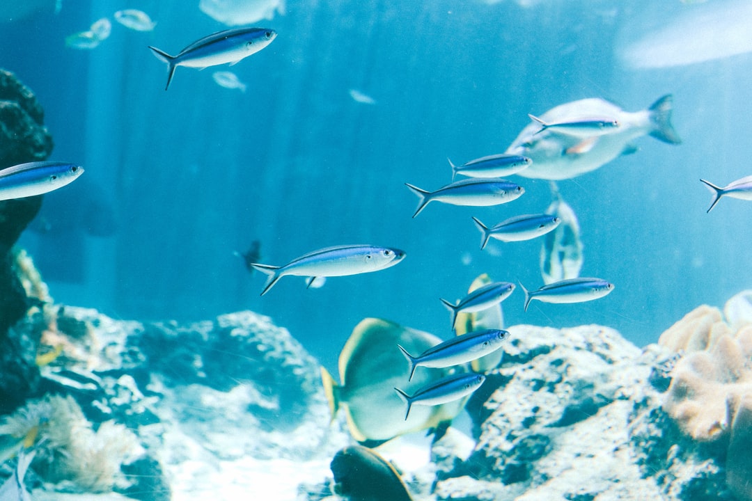 10 wichtige Fragen zu What Do I Need To Set Up A Saltwater Aquarium?