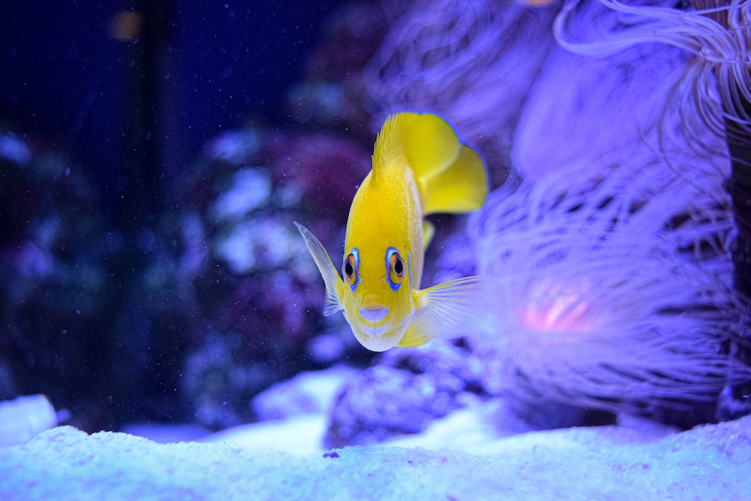 13 wichtige Fragen zu Welche Fische Vermehren Sich Gut Im Aquarium?