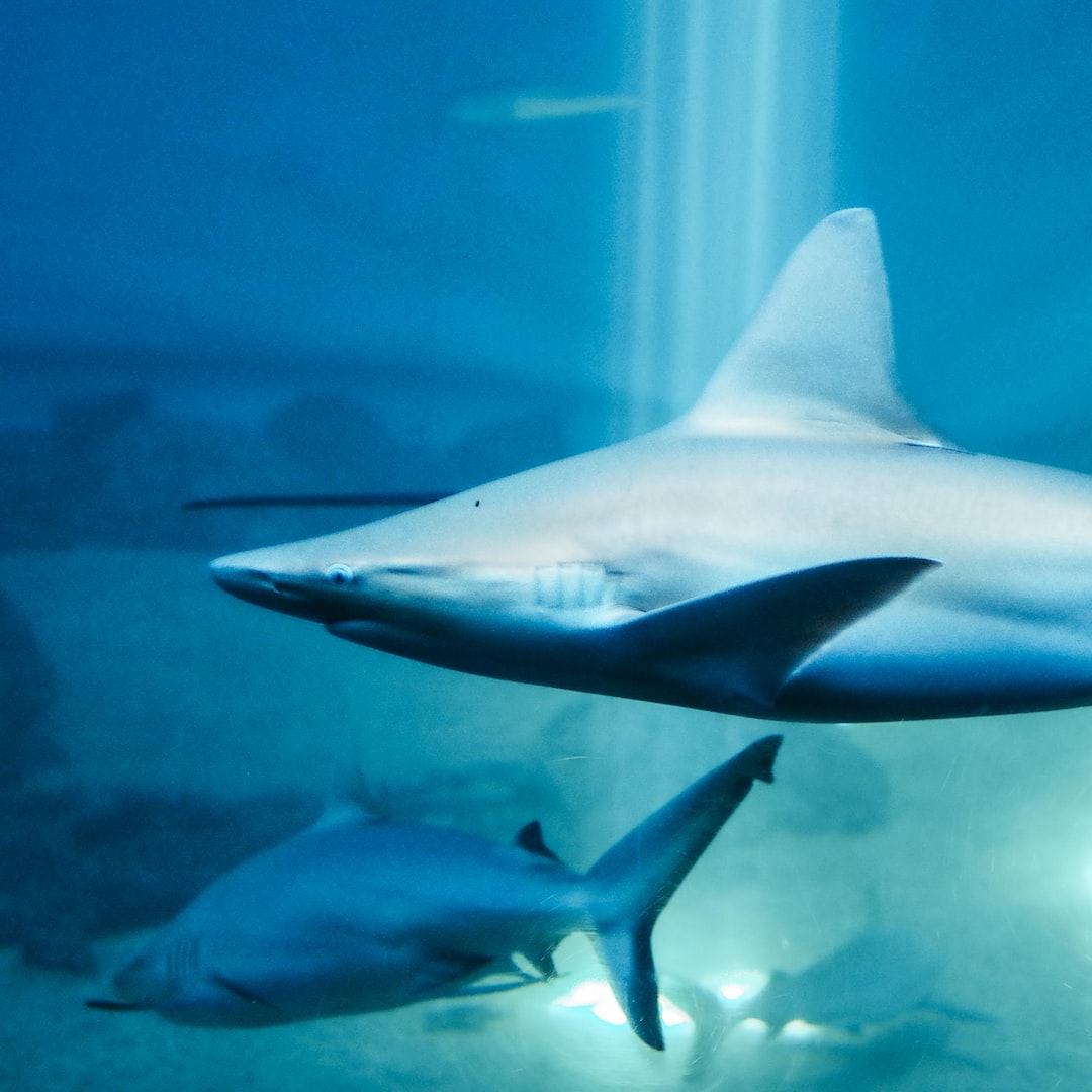 15 wichtige Fragen zu Aquarium Stralsund