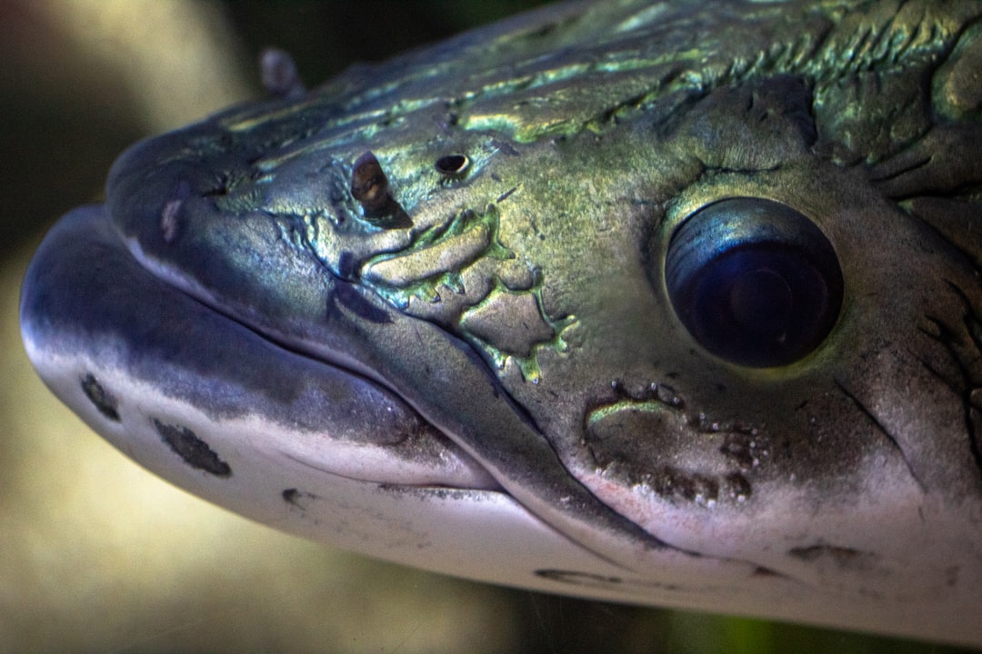 19 wichtige Fragen zu Can You Add Dechlorinator With Fish In Tank?