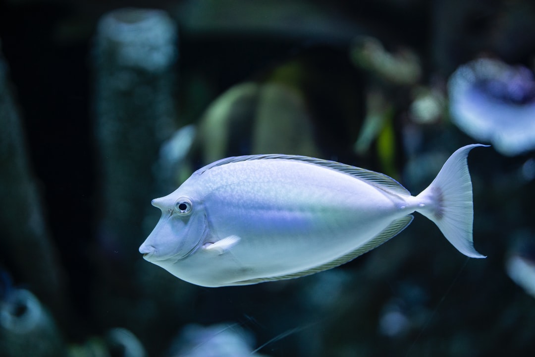 20 wichtige Fragen zu Silikon Für Aquarium
