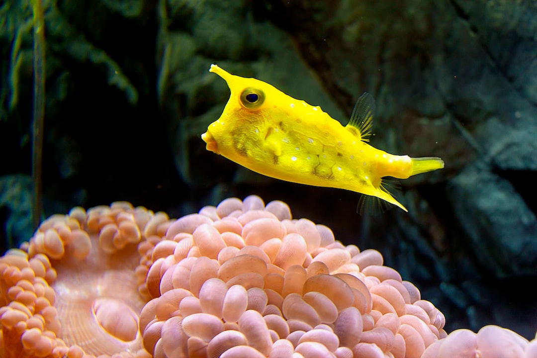 21 wichtige Fragen zu Was Ist Ein Vollentsalzer Aquarium?