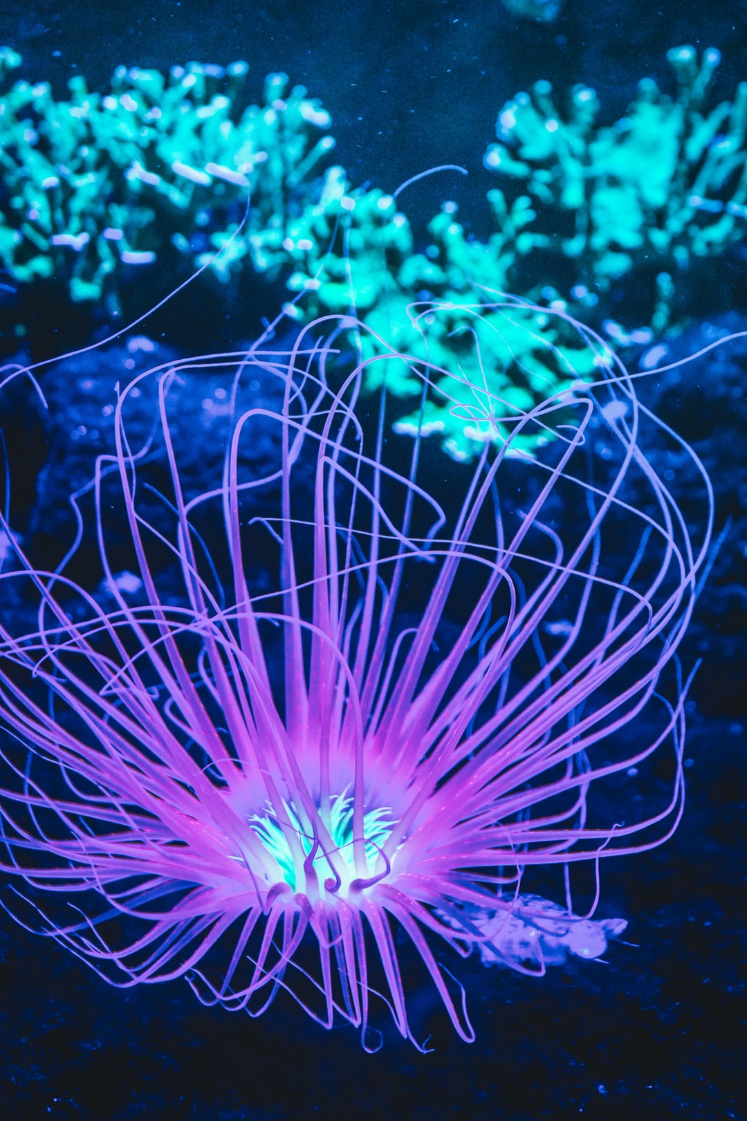 21 wichtige Fragen zu What Makes A Good Aquarium Stand?