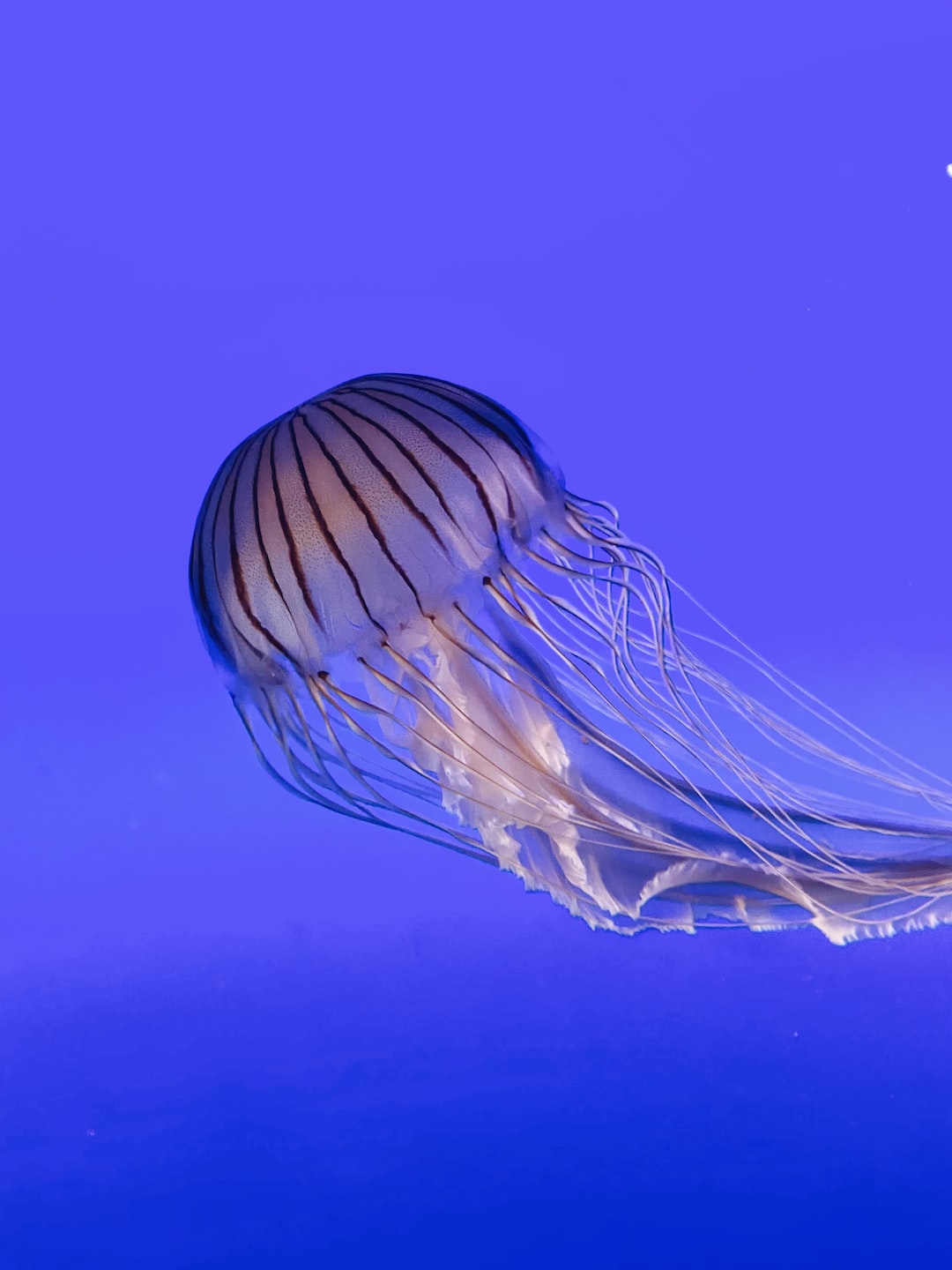 22 wichtige Fragen zu How Strong Is Aquarium Glass?