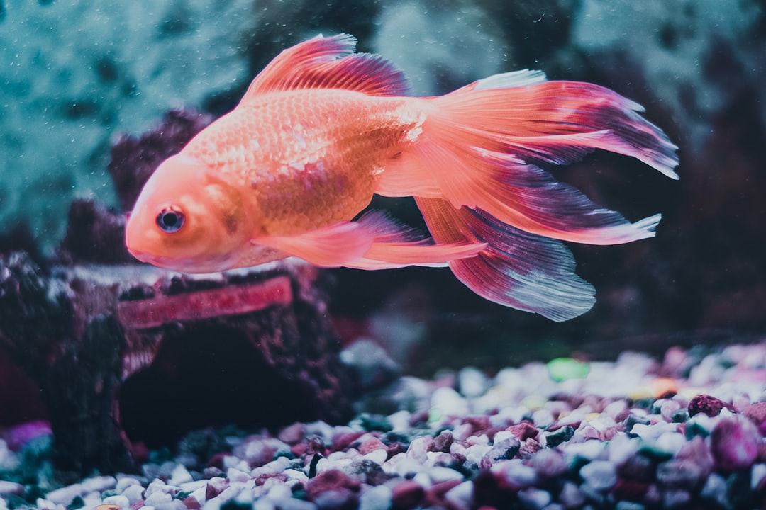 22 wichtige Fragen zu Welche Fische Können Direkt Ins Aquarium?
