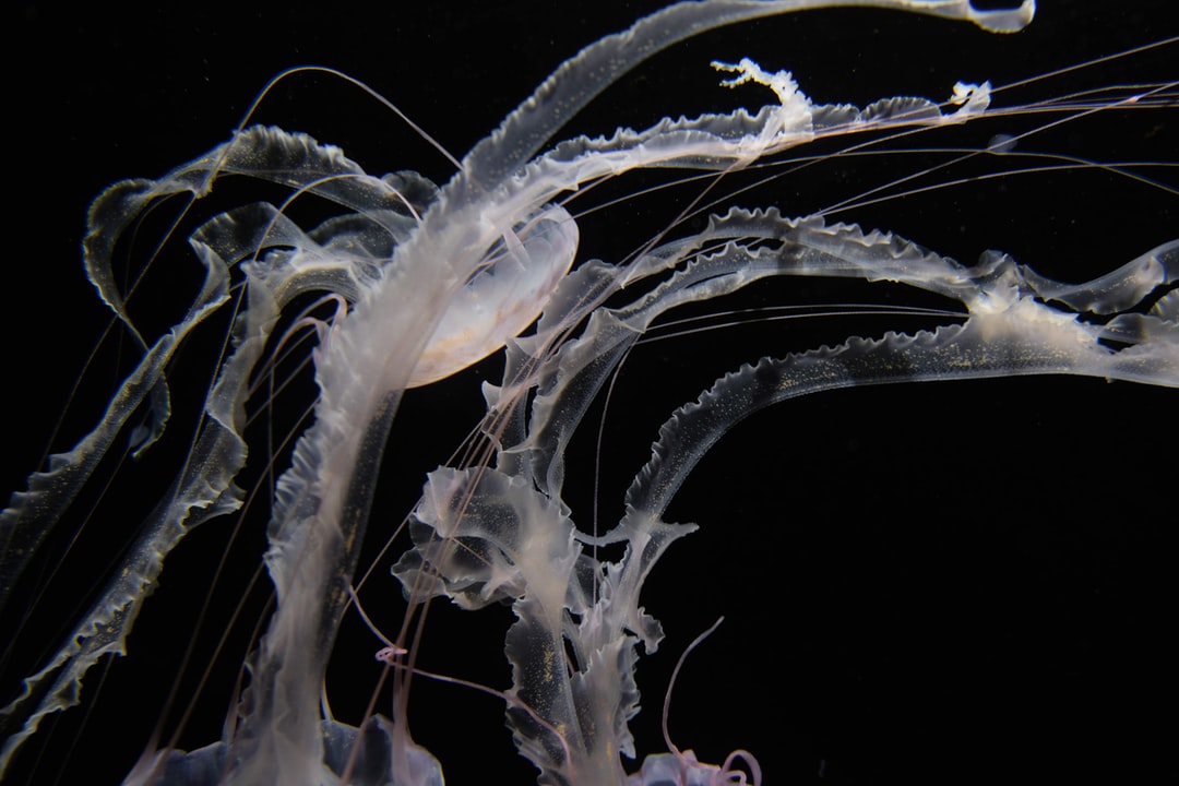 22 wichtige Fragen zu Kann Man Seerosen Im Aquarium Halten?