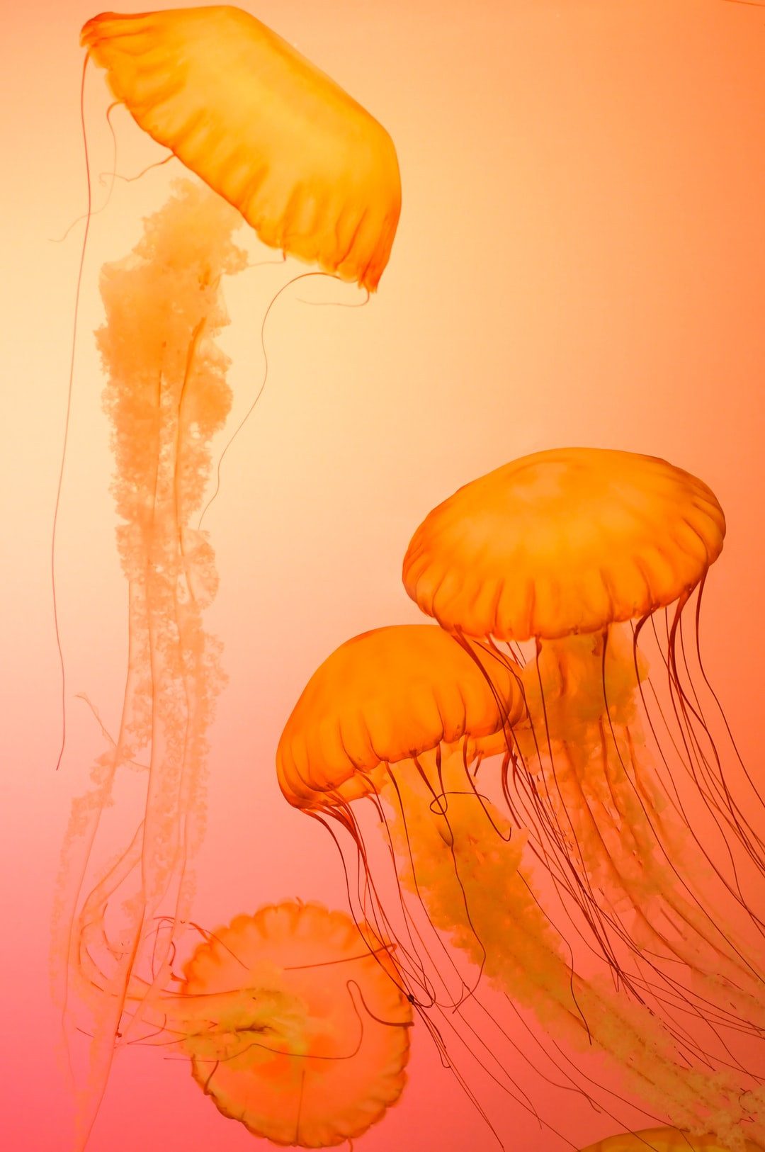 22 wichtige Fragen zu Krebse Aquarium Einrichten