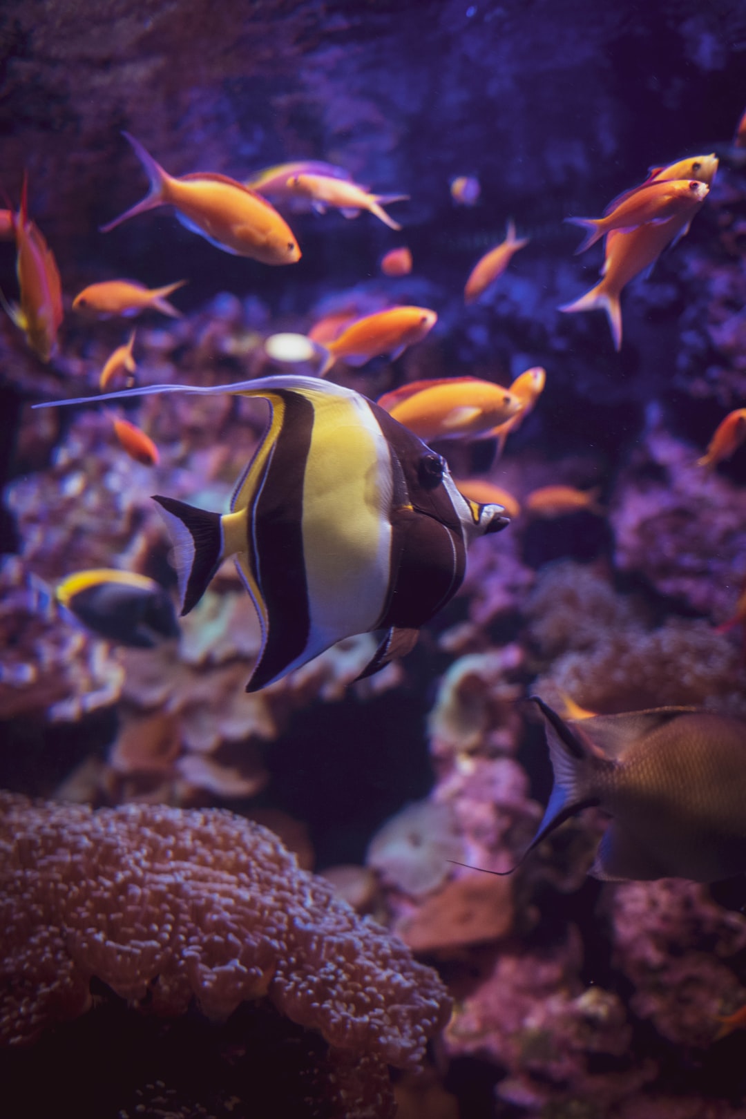 23 wichtige Fragen zu Aquarium Beleuchtung Test