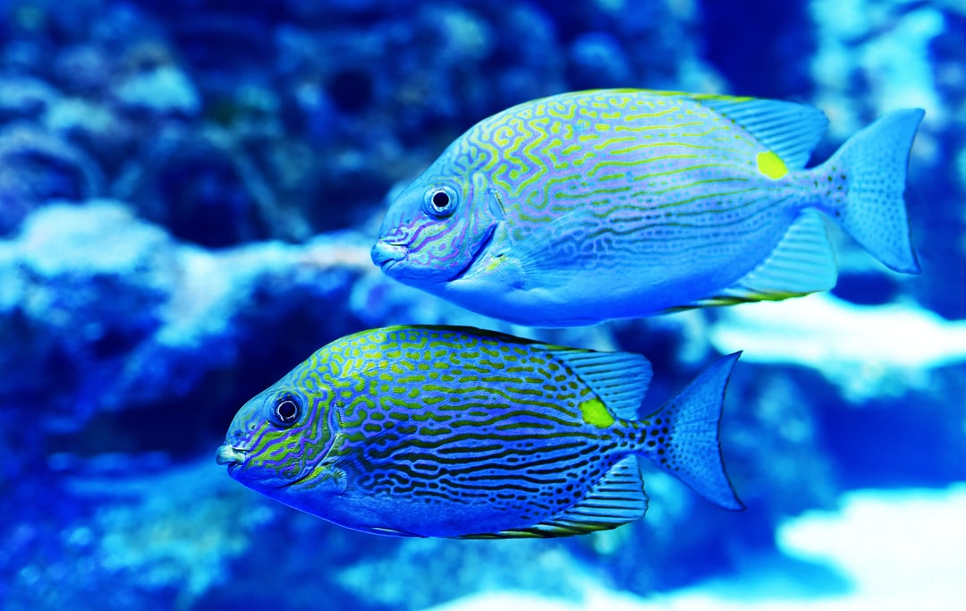 24 wichtige Fragen zu Aquarium Einrichten Ideen