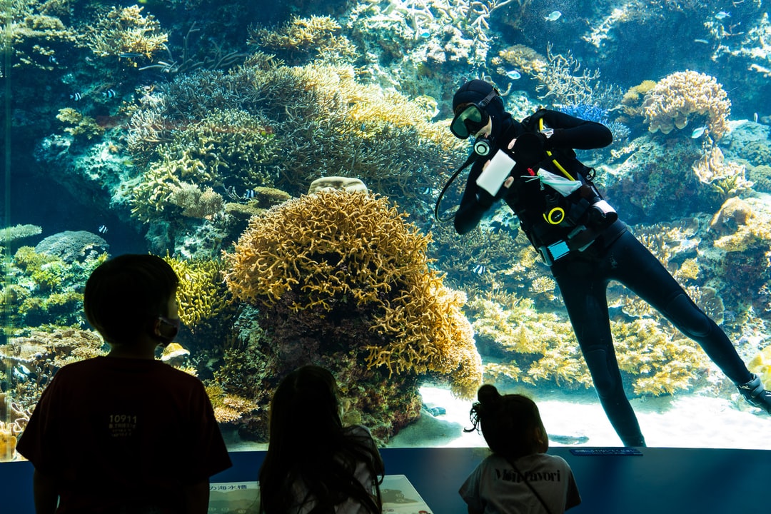 24 wichtige Fragen zu How Much Does It Cost To Go To The Dubai Aquarium?