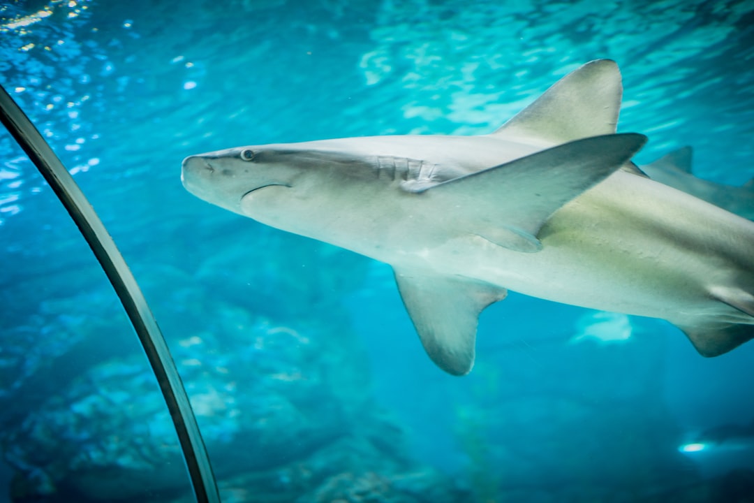 24 wichtige Fragen zu Aquarium Slate Ideas