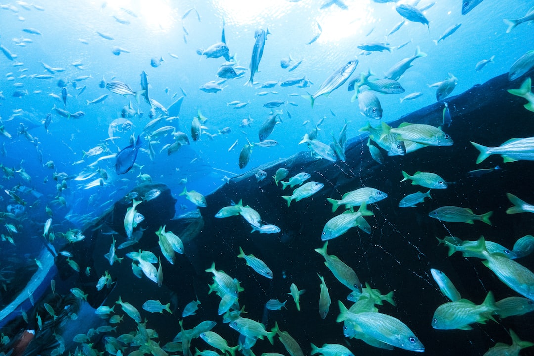 24 wichtige Fragen zu Does A Waterfall Oxygenate A Fish Tank?