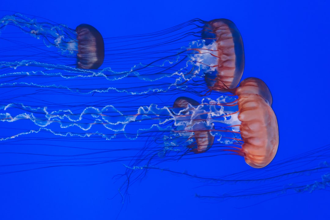 25 wichtige Fragen zu Meerwasser Aquarium Garnelen
