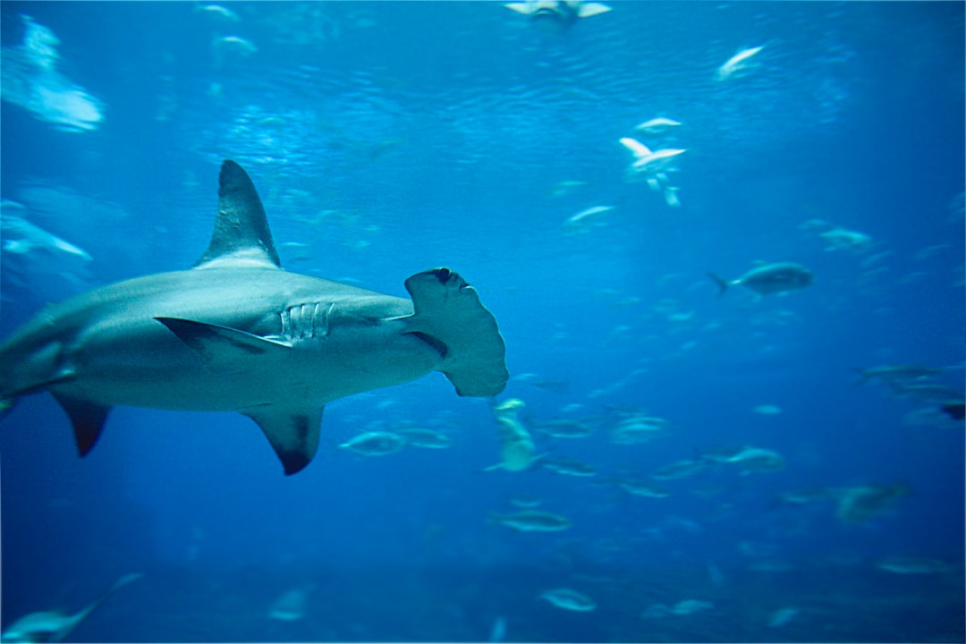 25 wichtige Fragen zu Welcher Hai Kann Im Süsswasser Überleben?
