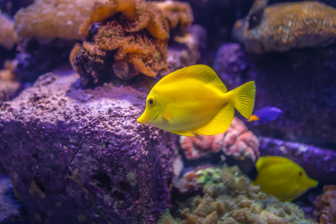 25 wichtige Fragen zu Schöne Aquarium