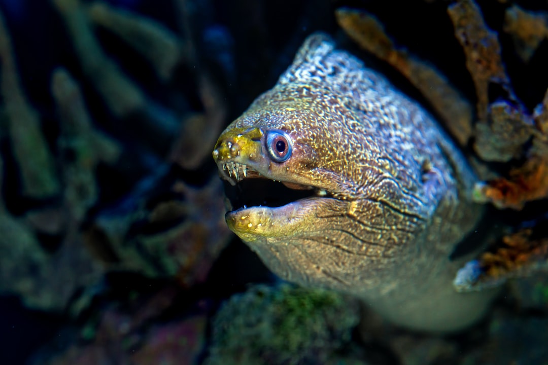 25 wichtige Fragen zu Wer Frisst Kleine Fische?