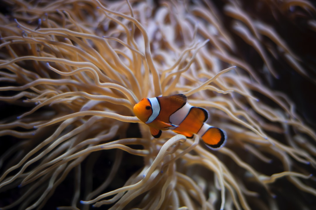 25 wichtige Fragen zu Was Frisst Schnecken Im Aquarium?