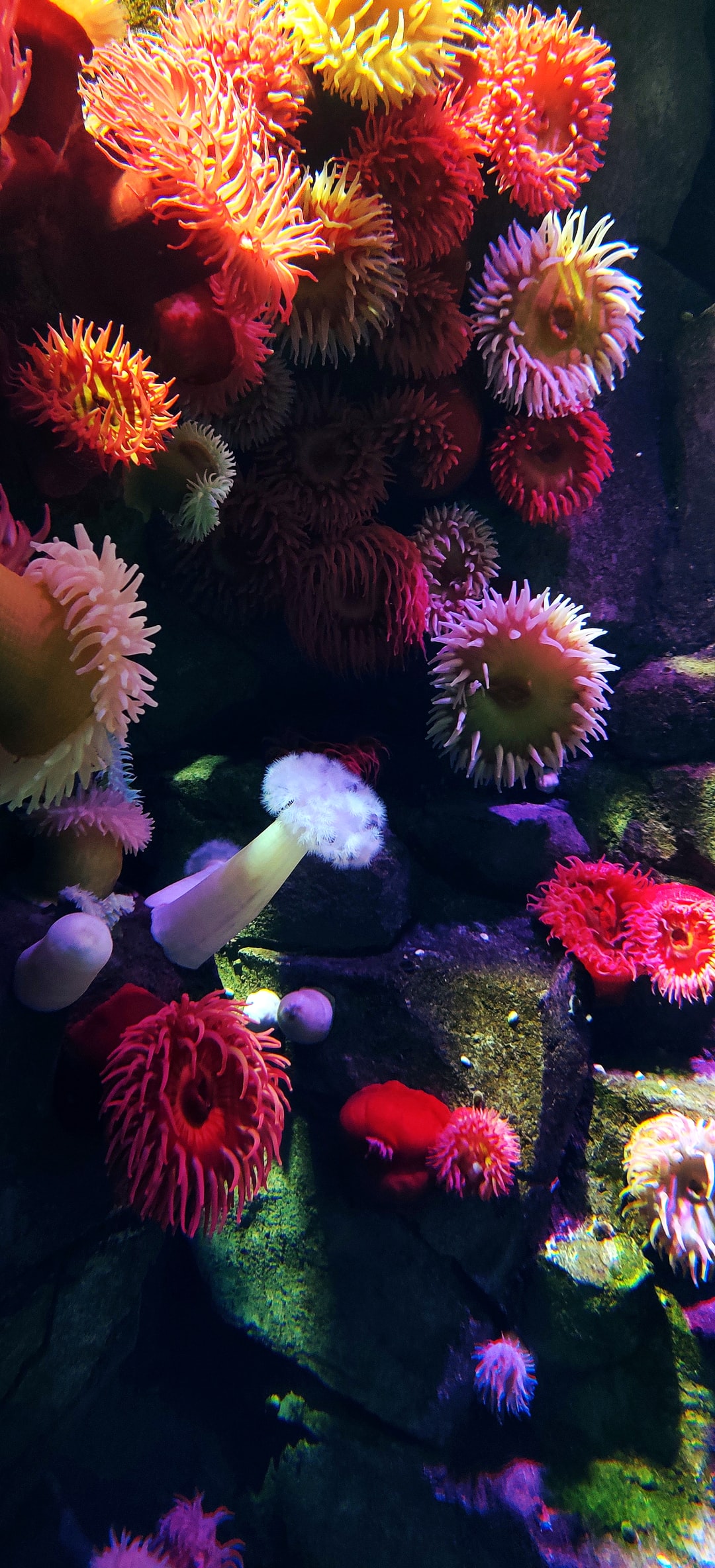 25 wichtige Fragen zu Frostfutter Aquarium